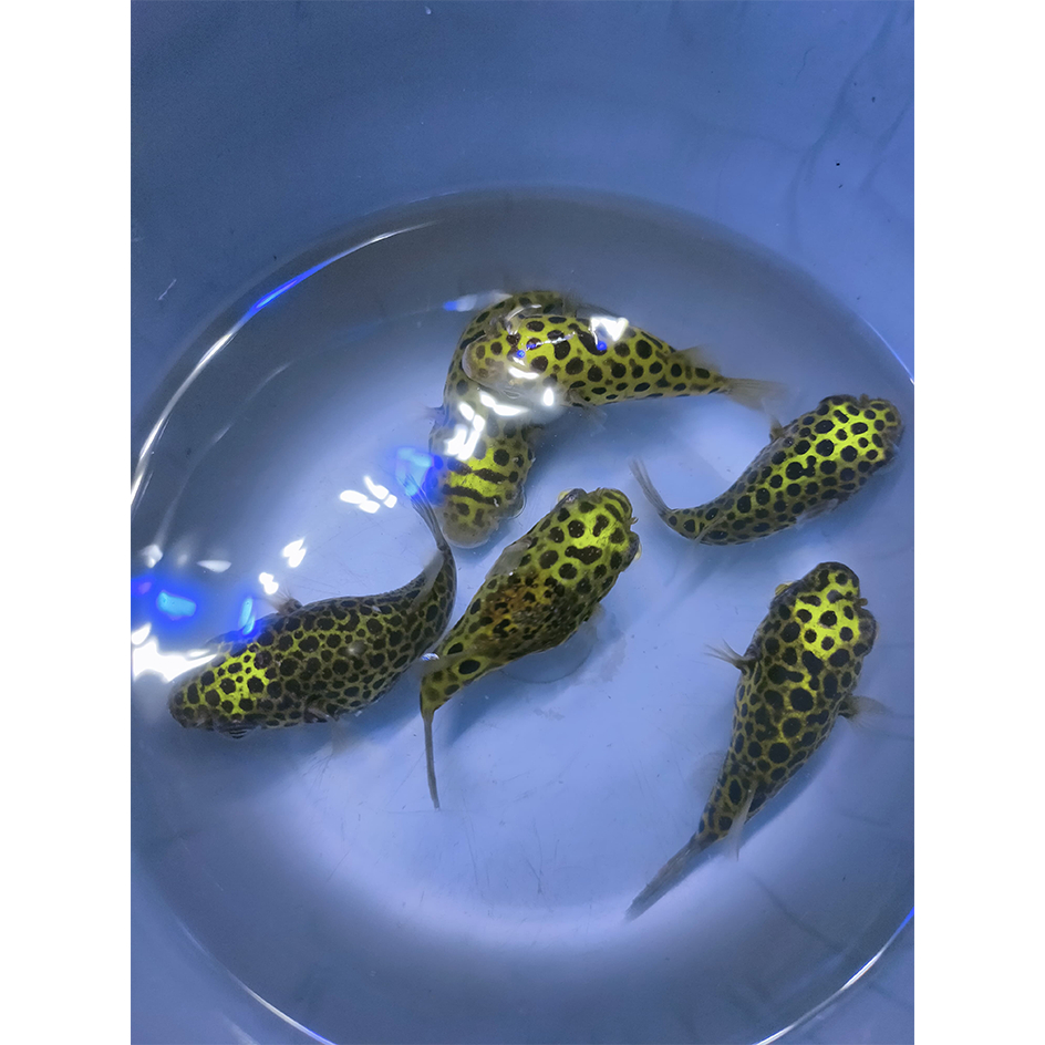 Ikan Buntal Air Tawar / Ikan Buntel Air Tawar / Buntal Totol Hijau / Green Spotted Puffer