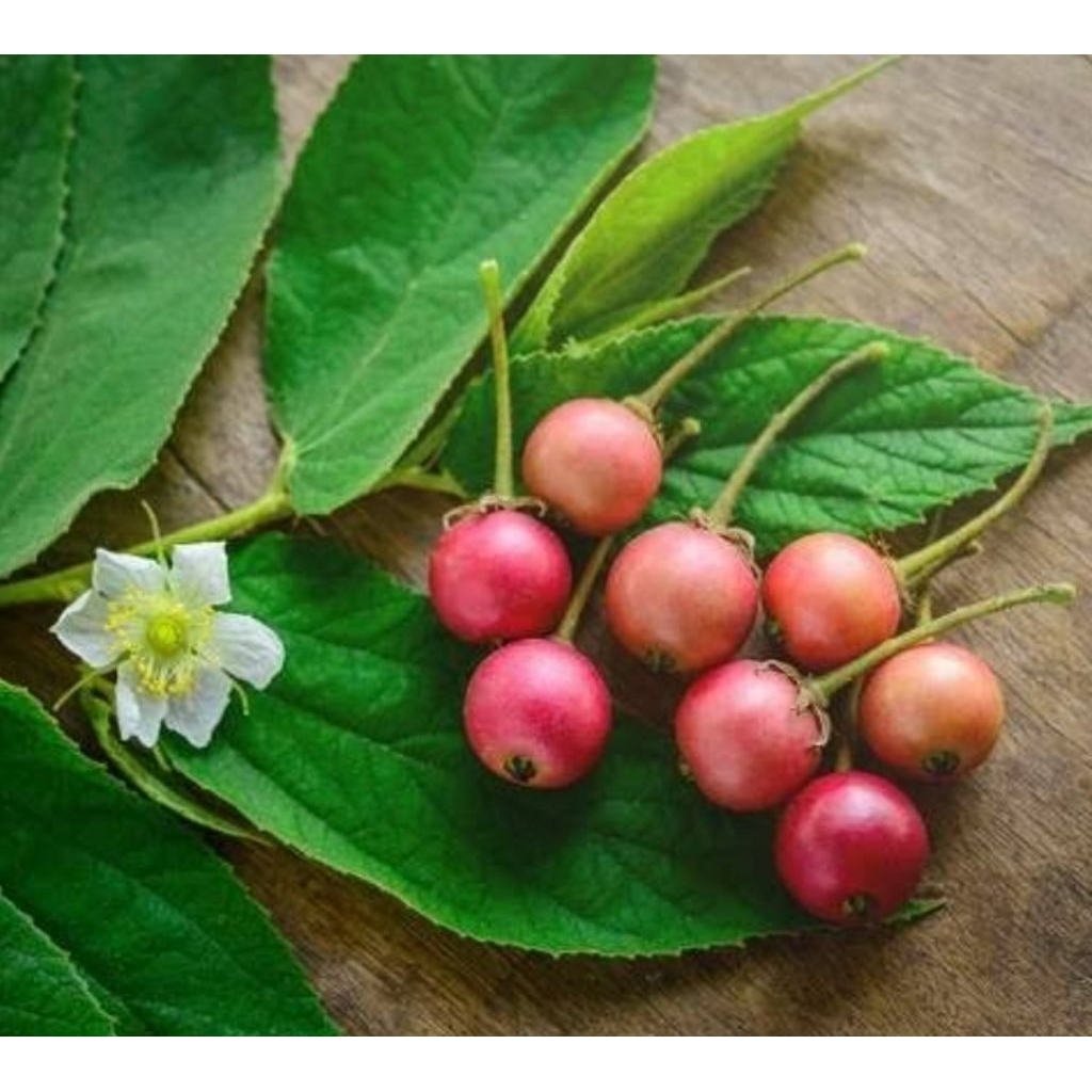 

Buah kersen segar buah talok segar petik langsung-az