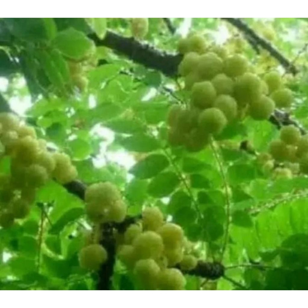 daun cermai segar obat alami