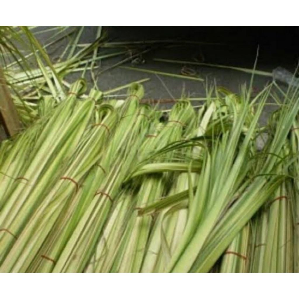 

Daun kelapa muda langsung petik dadakan