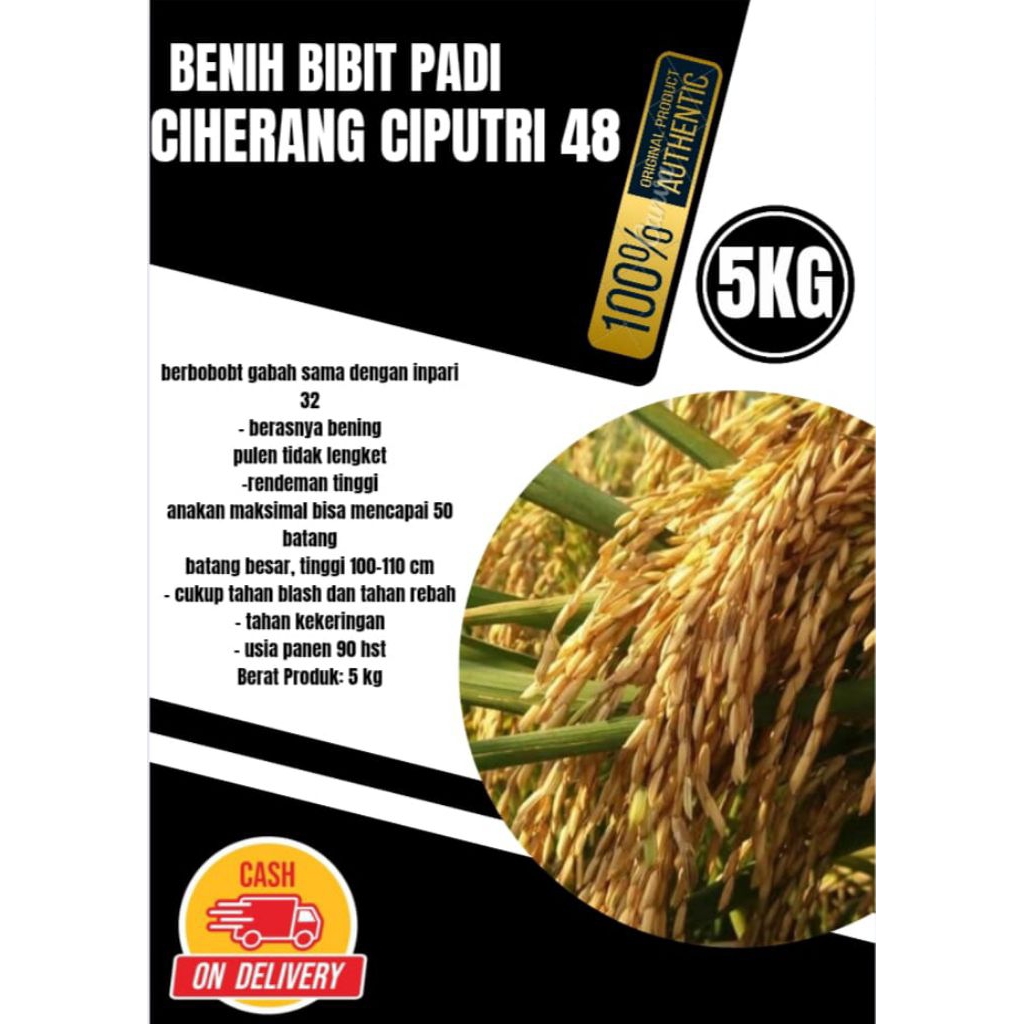 BENIH BIBIT PADI CIHERANG CIPUTRI 48 UNGGUL BERKUALITAS KEMASAN 5KG