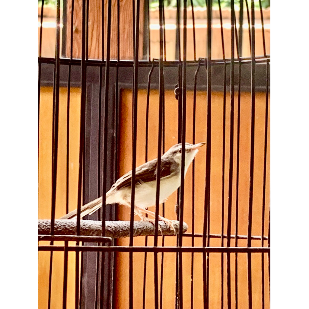 BURUNG CIBLEK SAWAH GACOR NGEBREN PARIASI