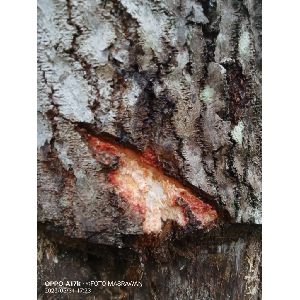 

1KG kulit pohon kemiri segar kaminting