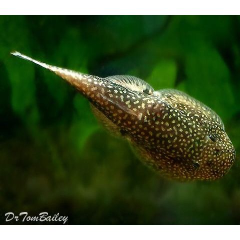 Ikan Hias Borneo Sucker / Borneo Loach / Pemakan Lumut / Alga Eater