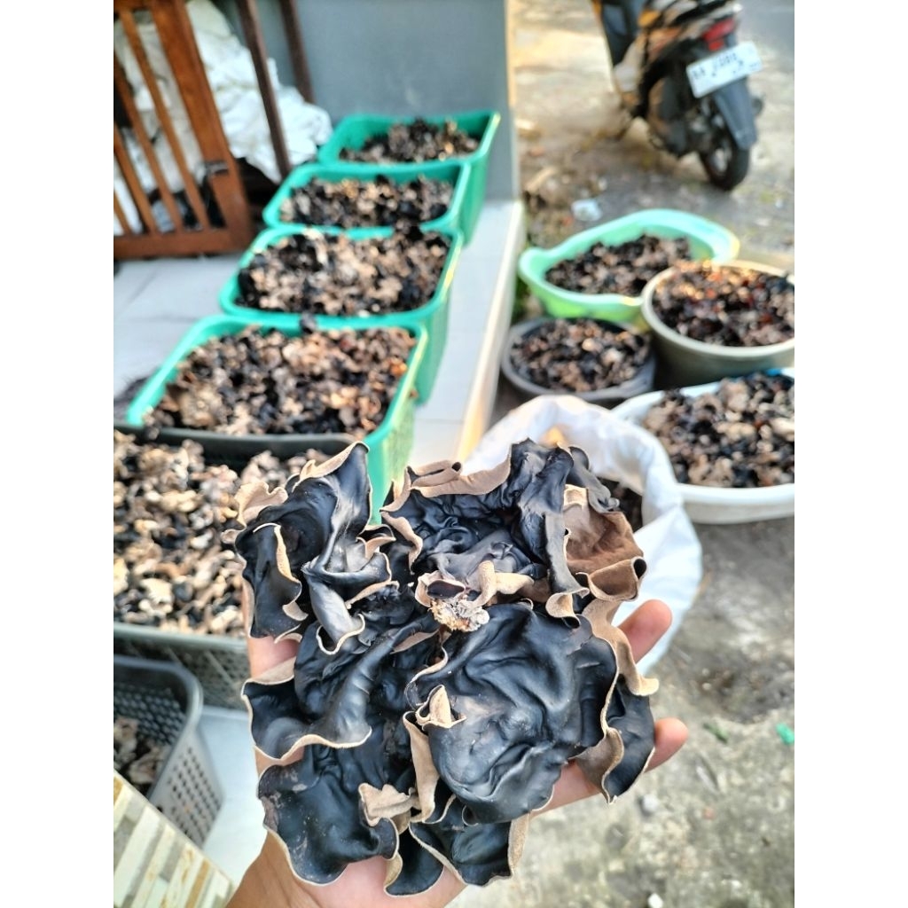 

1kg Jamur kuping kering grade A