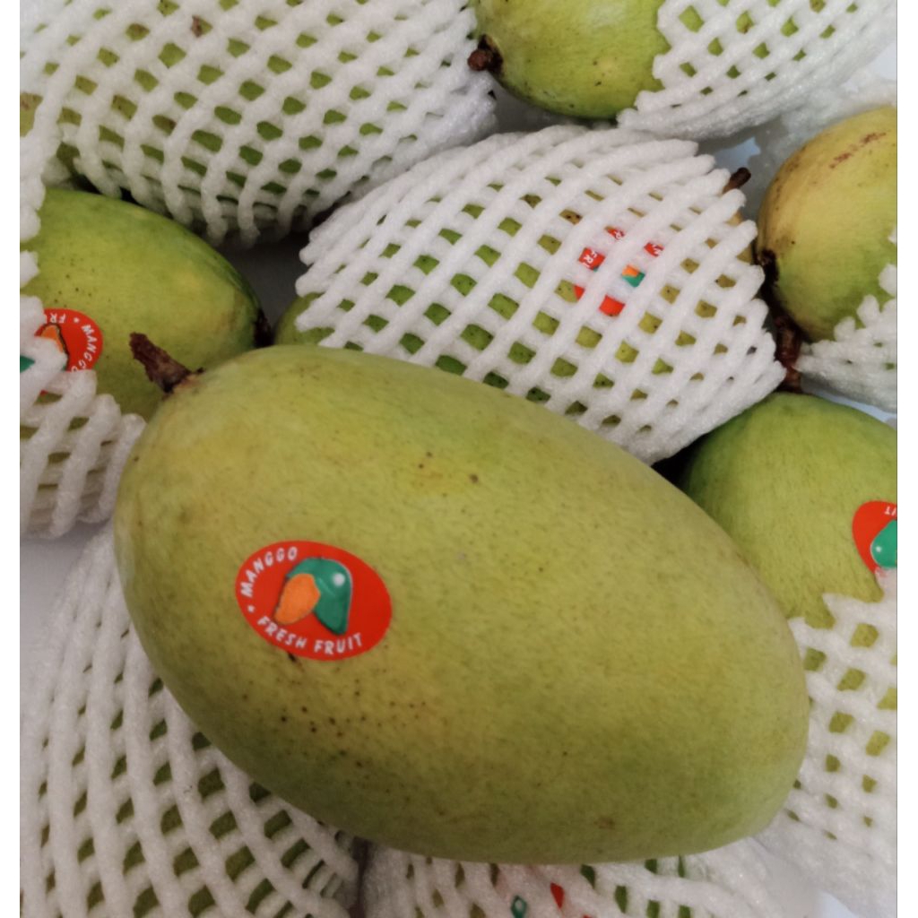 

MANGGA CHIANG MAI THAILAND FRESH ( MATANG MANIS .MENGKAL GARING MANIS.1KG