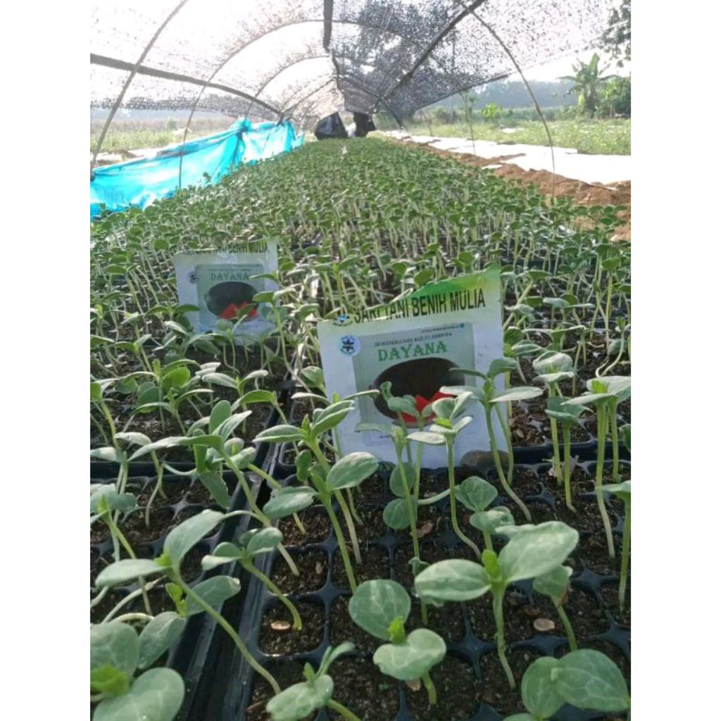Benih Super Bangkok Jumbo Dayana F1 Tipe Lonjong /Oval Benih Sari tani (Perawatan Mudah Tahan Virus)
