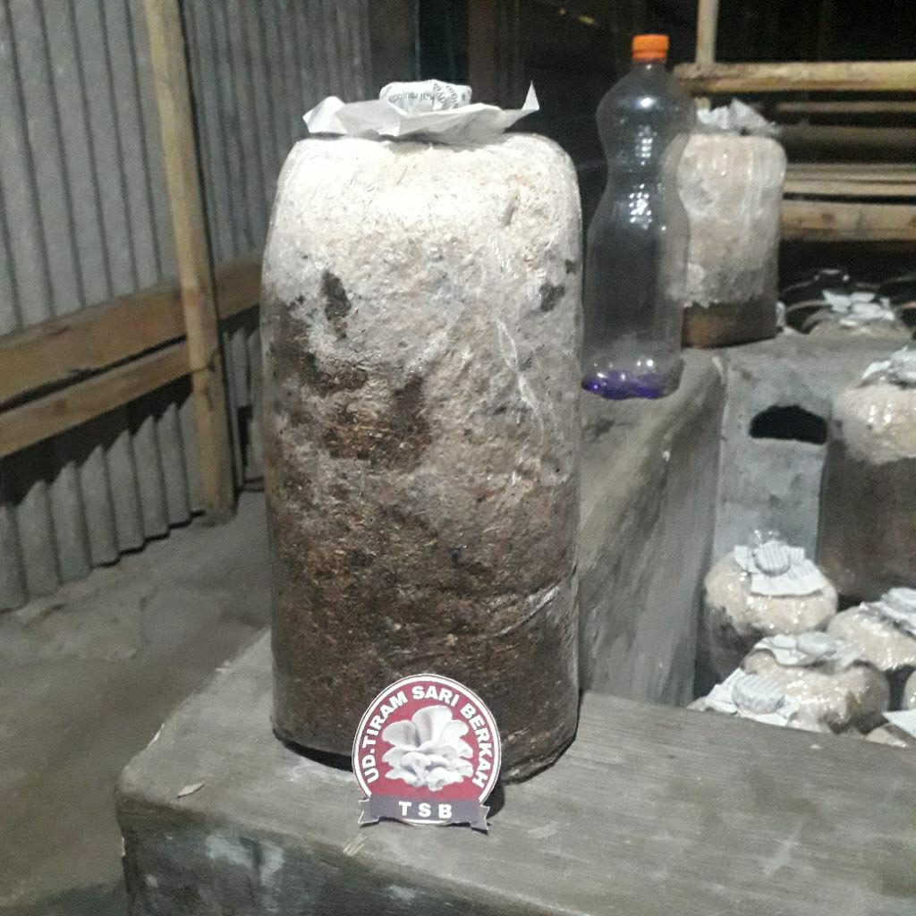 

baglok jamur tiram siap panen