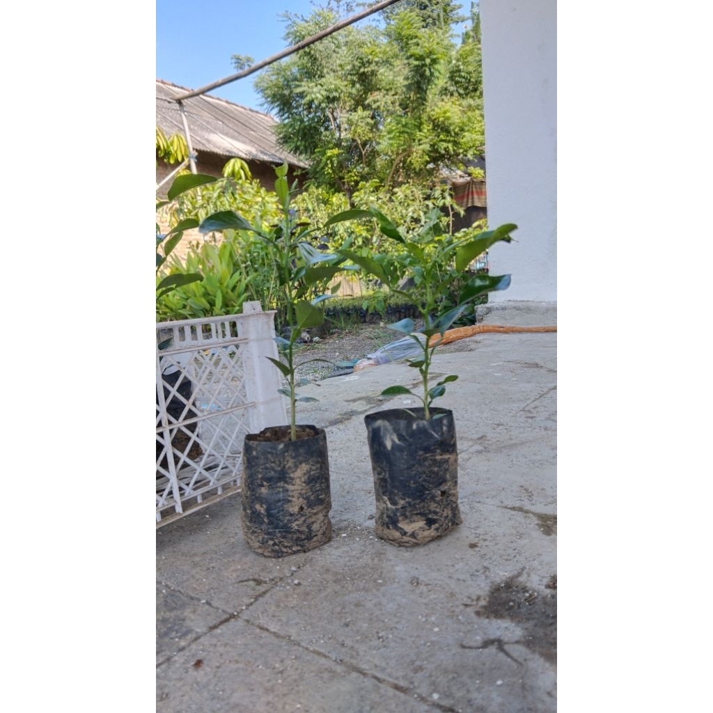 jeruk purut/Bibit jeruk purut untuk masak/Bibit jeruk purut/Bibit jeruk purut asli/Bibit jeruk purut