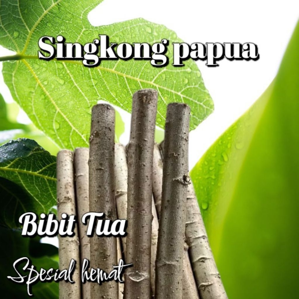 Bibit singkong Papua tua 1kg