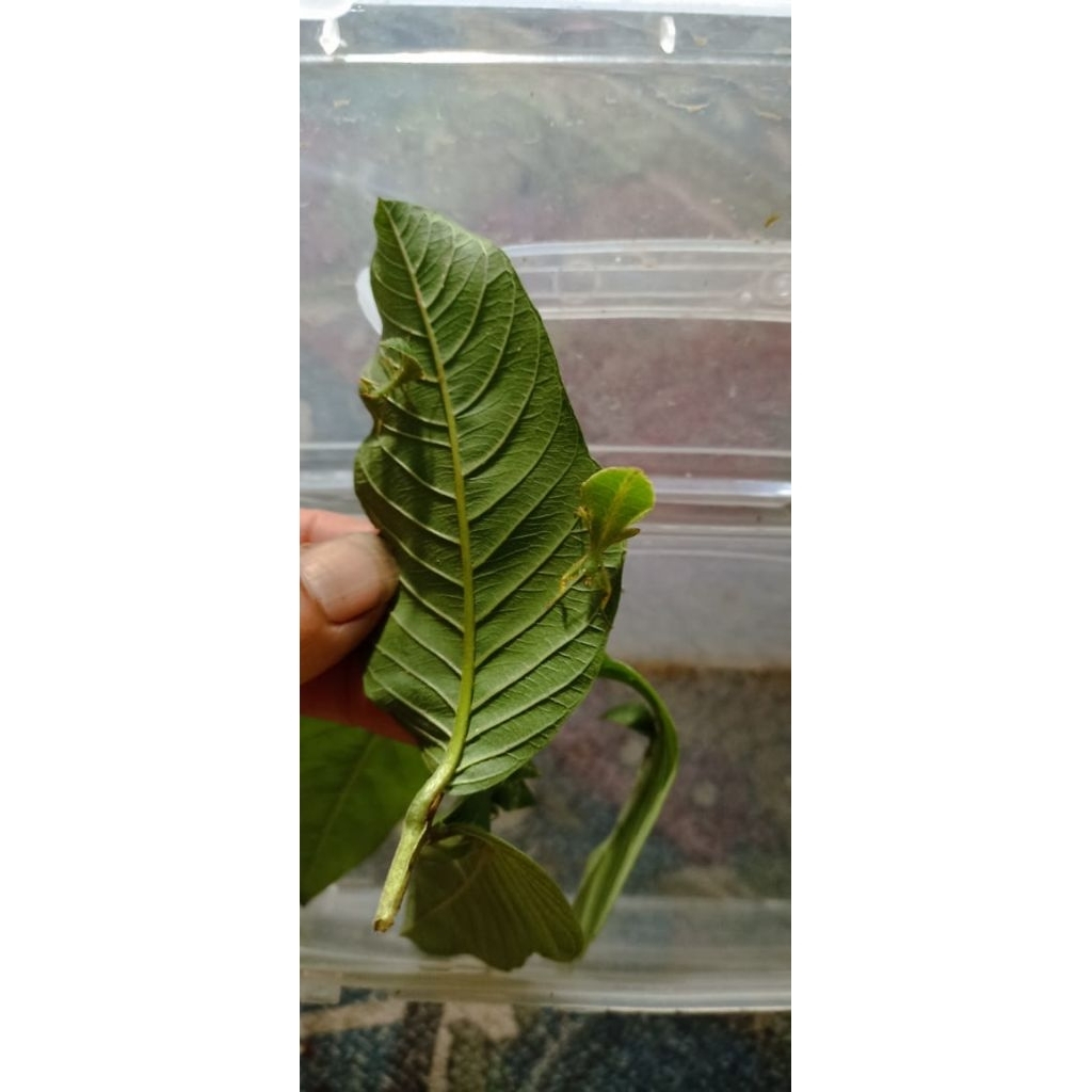 Belalang daun anakan 2 ekor