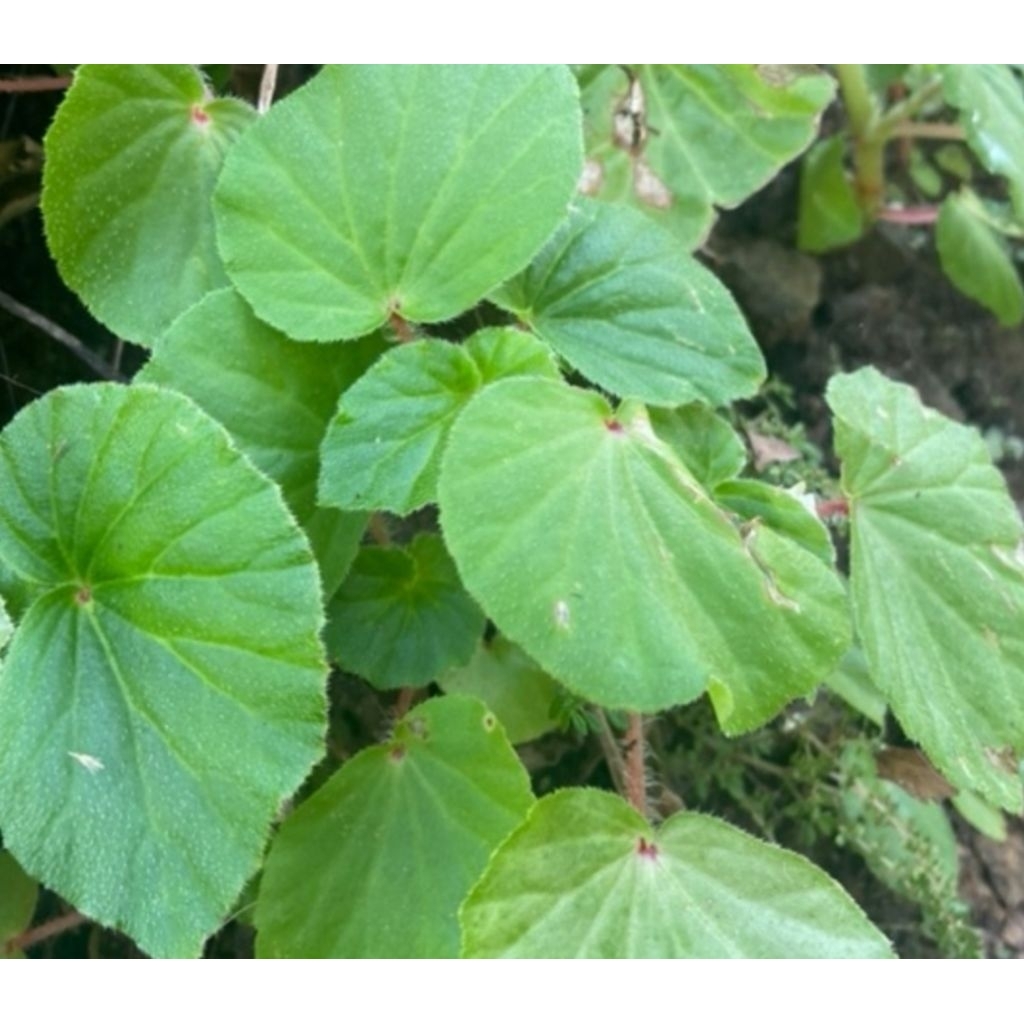 

Daun hariang segar begonia muricata fresh 250 gram-az