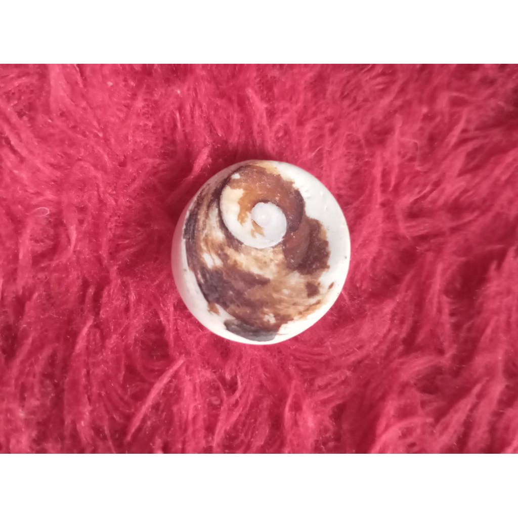 KEONG LAUT KERANG LAUT CANGKANG  KEONG KUL BUNTET ASLI ALAMI HARGA SATUAN