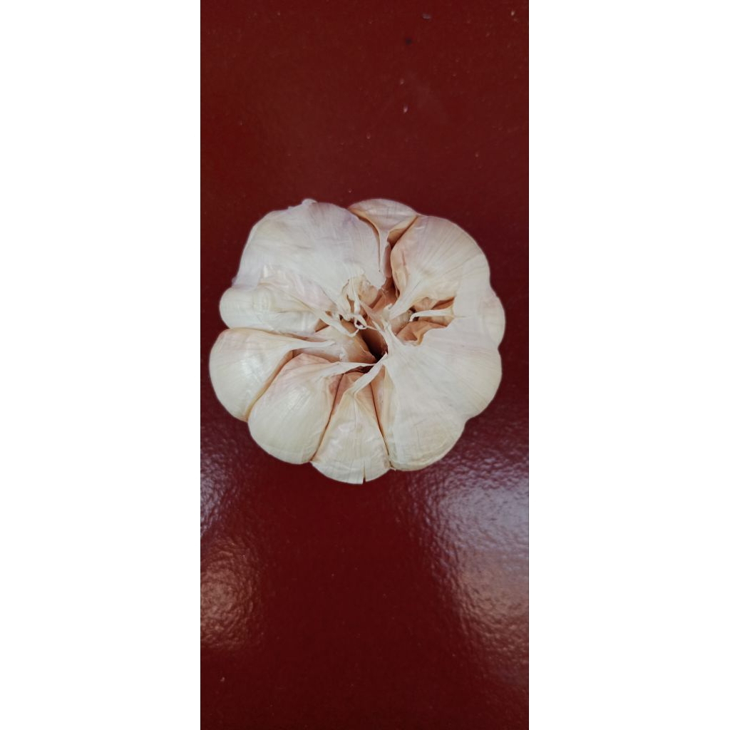 

bawang putih bersih kering kemasan 1kg