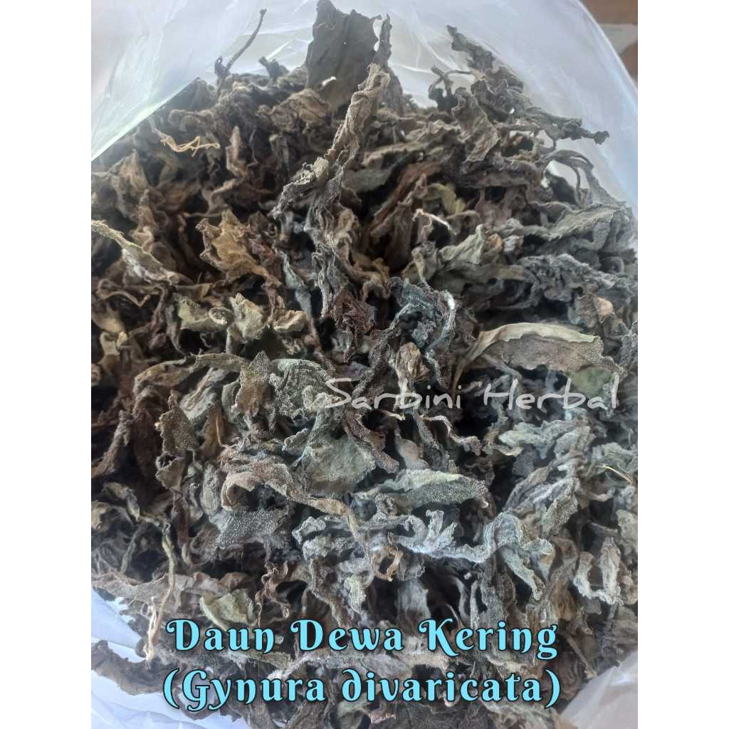 

Daun Dewa Kering / Kering Daun Dewa / 500 gram / 1000 gram / Simplisia Kering Daun Dewa / Daun Dewa Garansi Terjamin 100% Asli Murni / Bahan Daun Dewa Kering / Bahan Daun Dewa Premium / Bahan Daun Dewa Kering Murni
