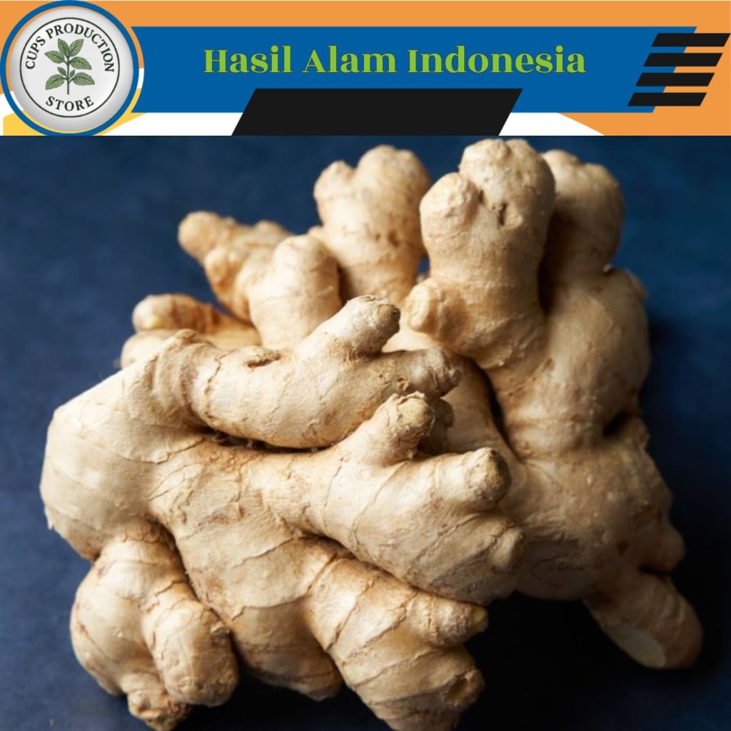 

JAHE GAJAH Segar 1 Kg Langsung diambil dari Kebun