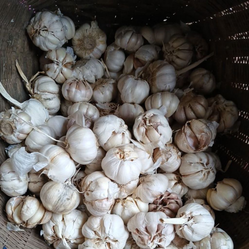 

bawang putih biasa
