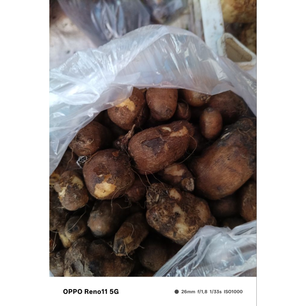 

kentang hitam 1000gr