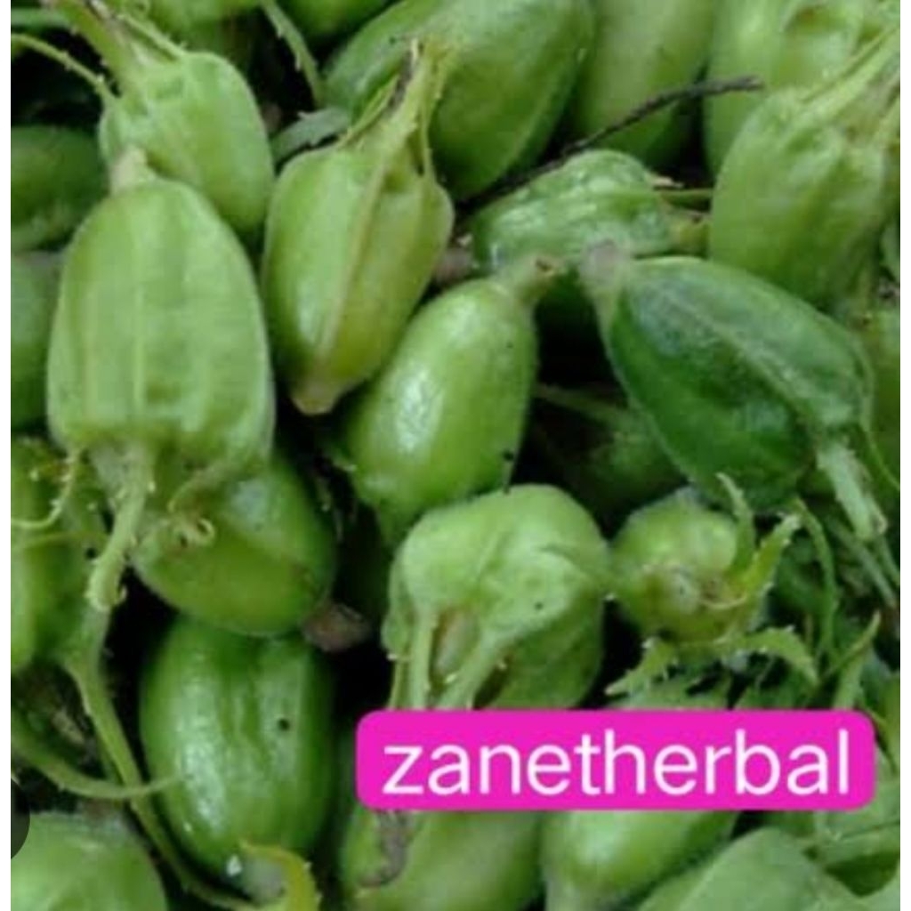 

Buah kitolod segar organik isi 200 biji