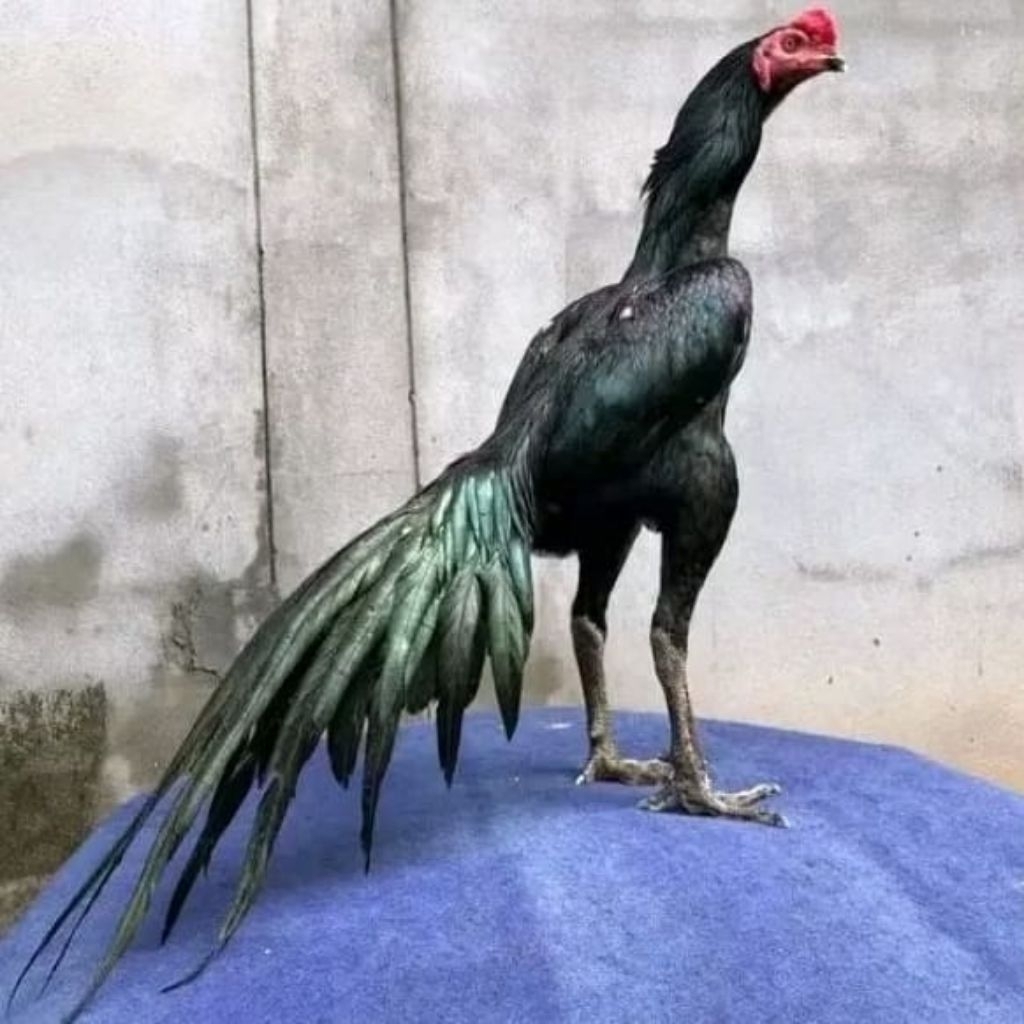 

Paket hemat 5 Telur Ayam Bangkok pakhoy Larkumbang full Brakot Fertil Buat ditetaskan
