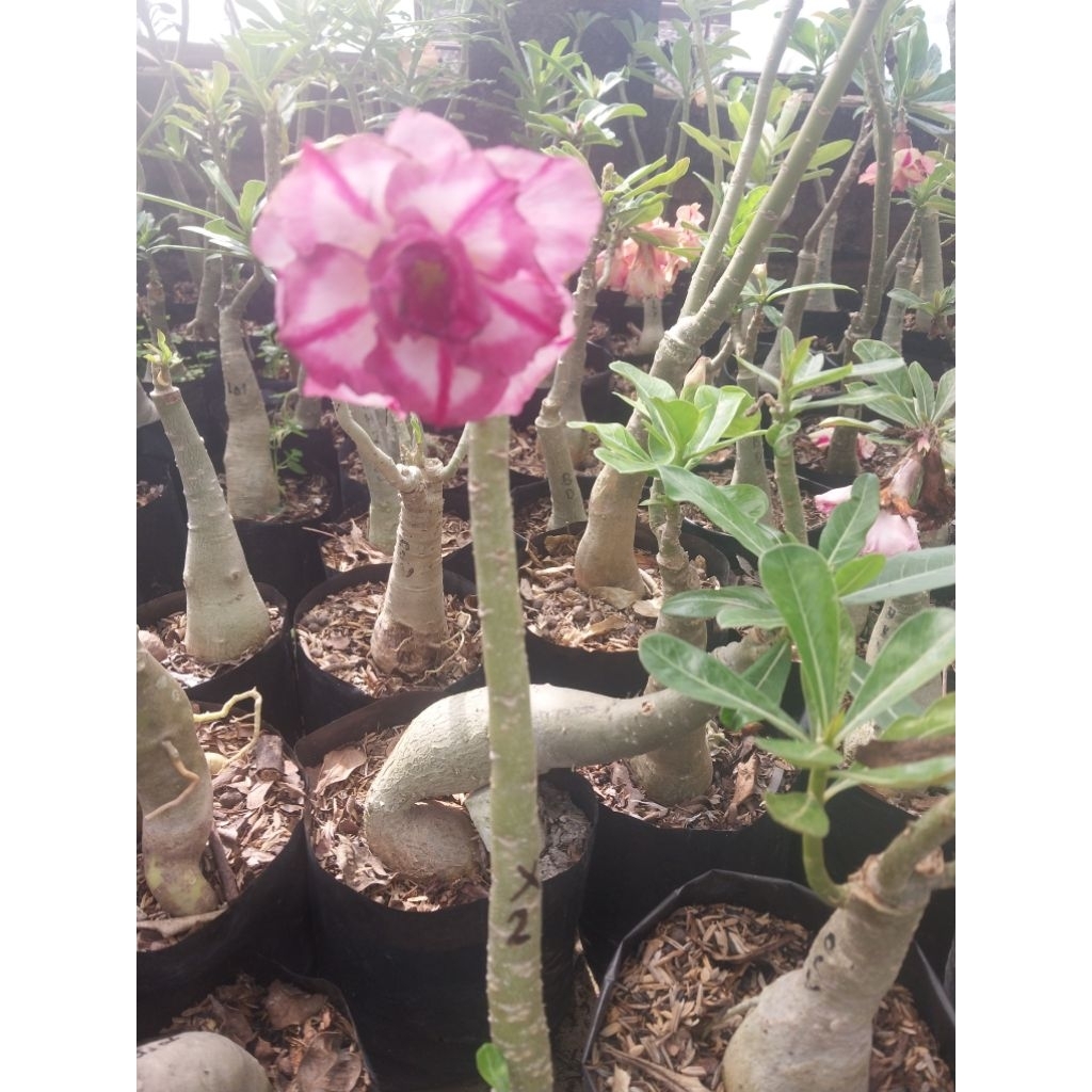 Adenium Bunga Tumpuk Ory Biji Bukan Sambung