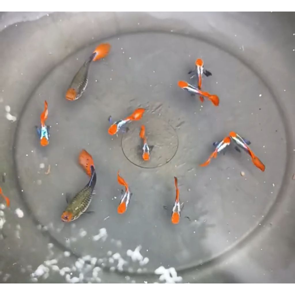 guppy prtde koi mainan aquarium