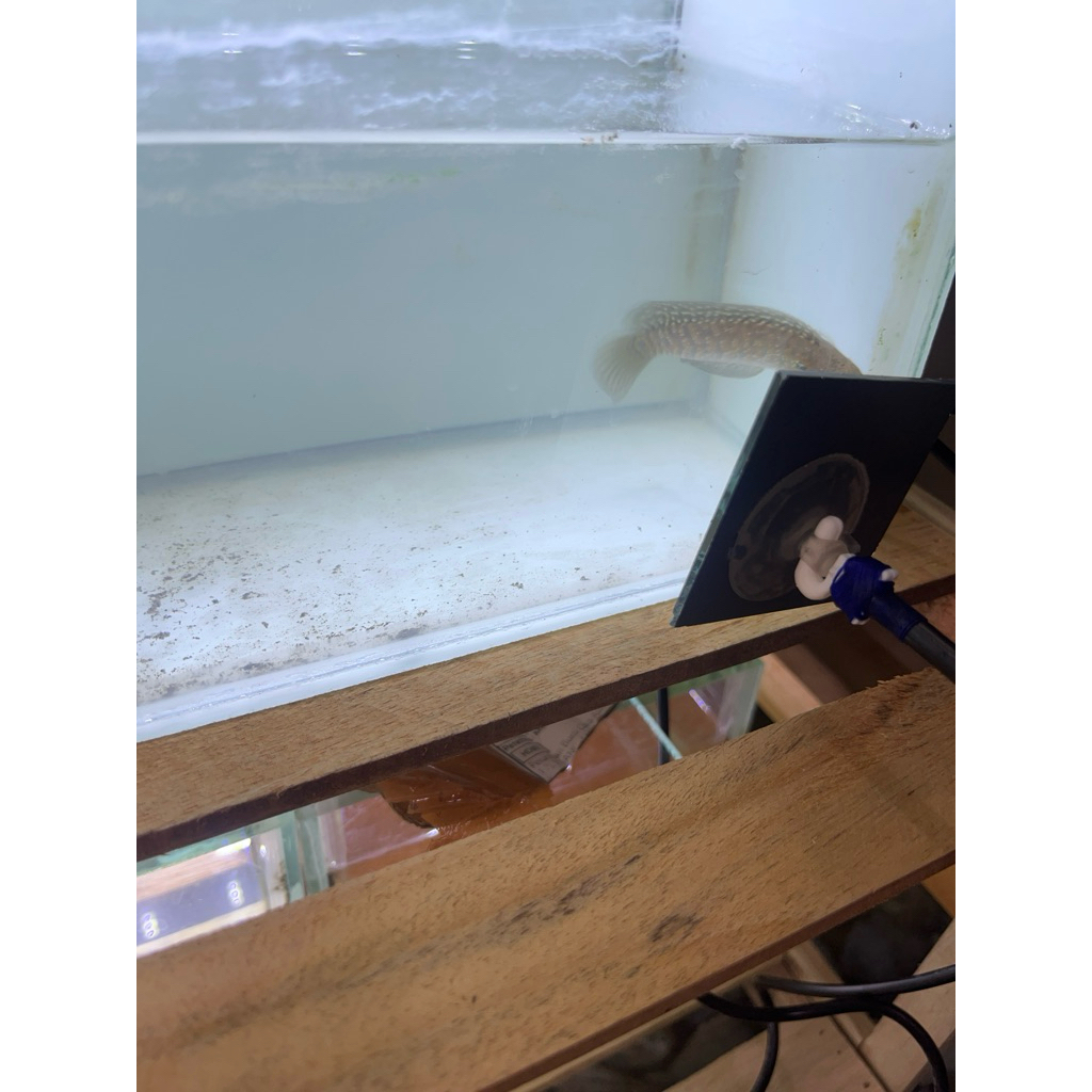 Asiatica Kalimaya singel tank