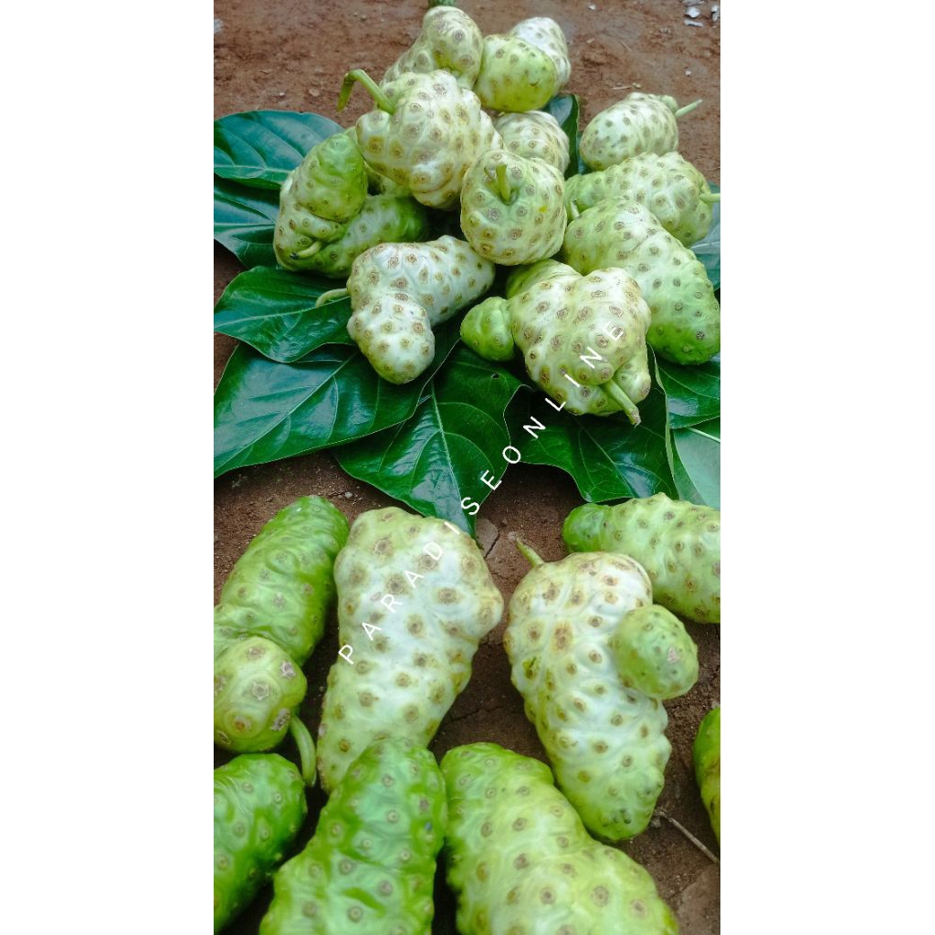 

buah mengkudu segar/Pace per 1 buah