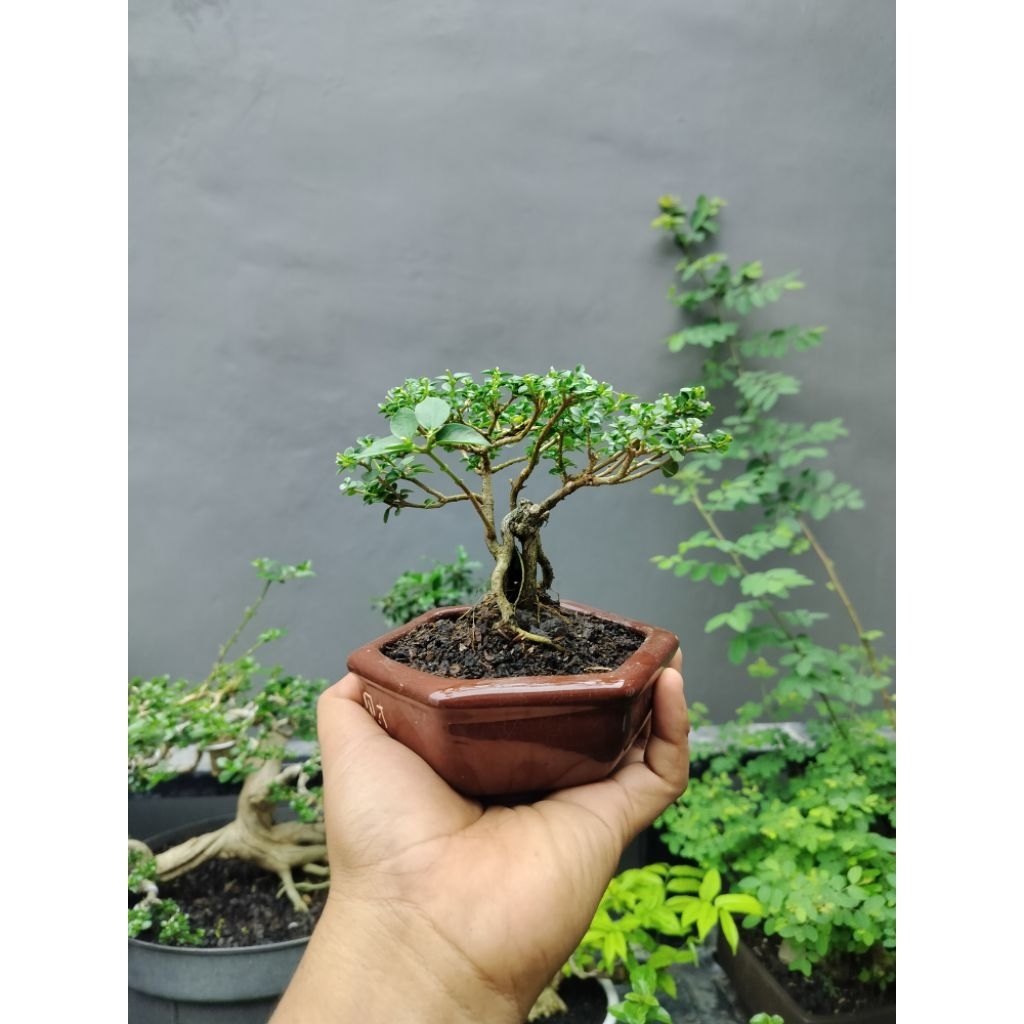 bonsai mini Sancang hidup