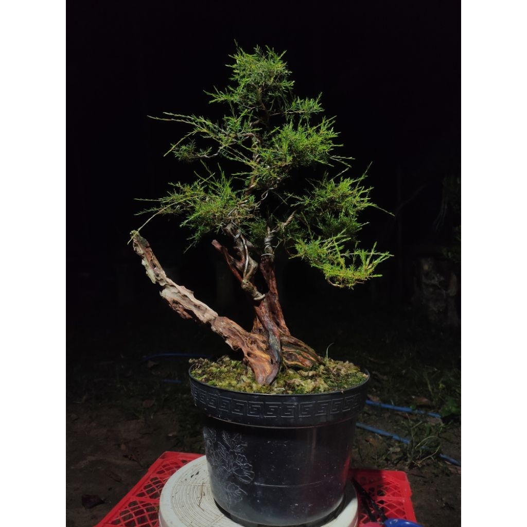 BONSAI CUCUR ATAP SIAP PAJANG