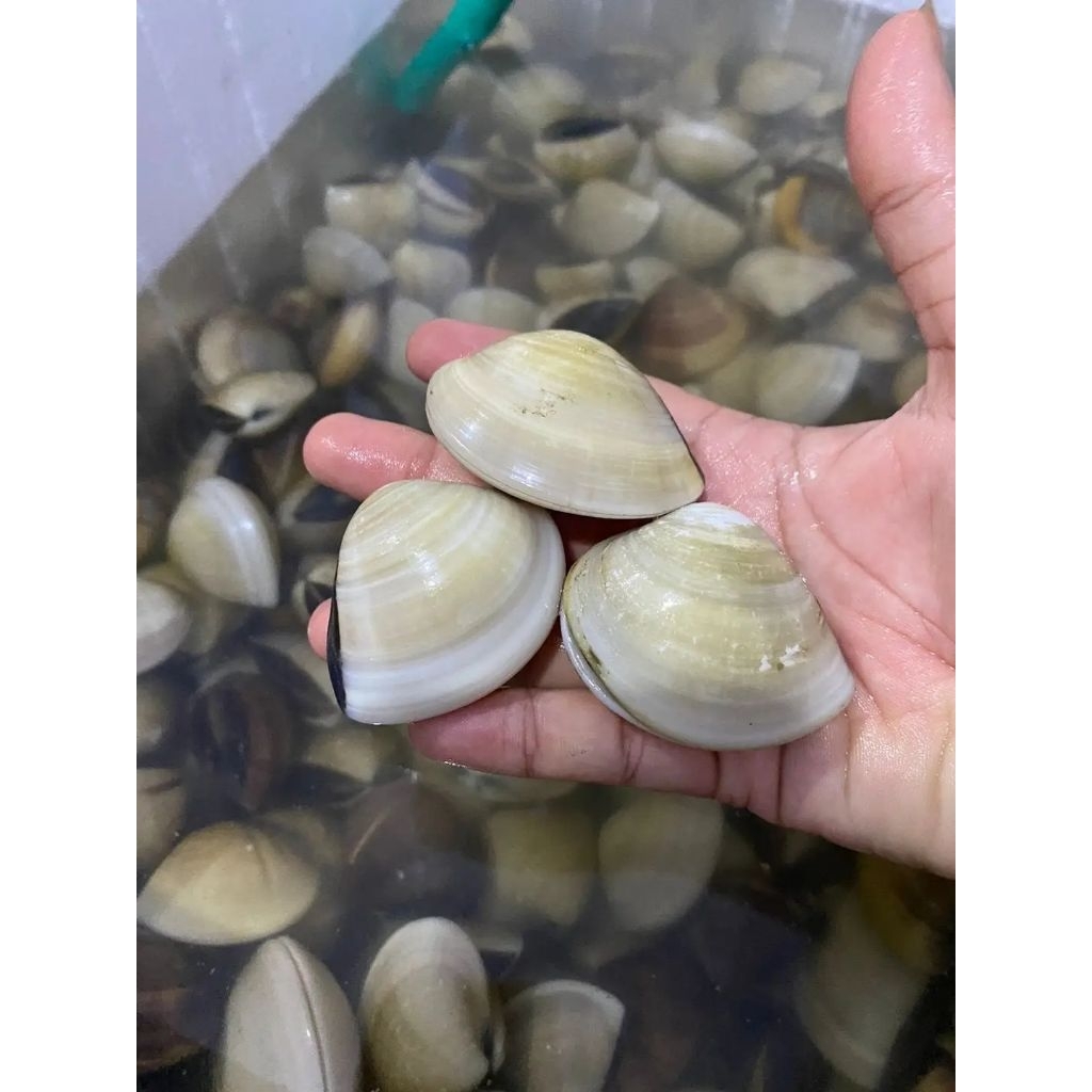 

kerang Tahu live Hidup kerang Kepa segar Kerang hasil laut segar 1kg