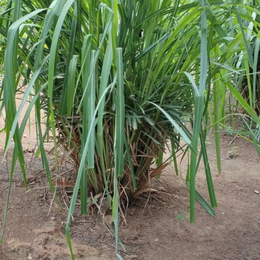 Bibit serai dapur siap tanam