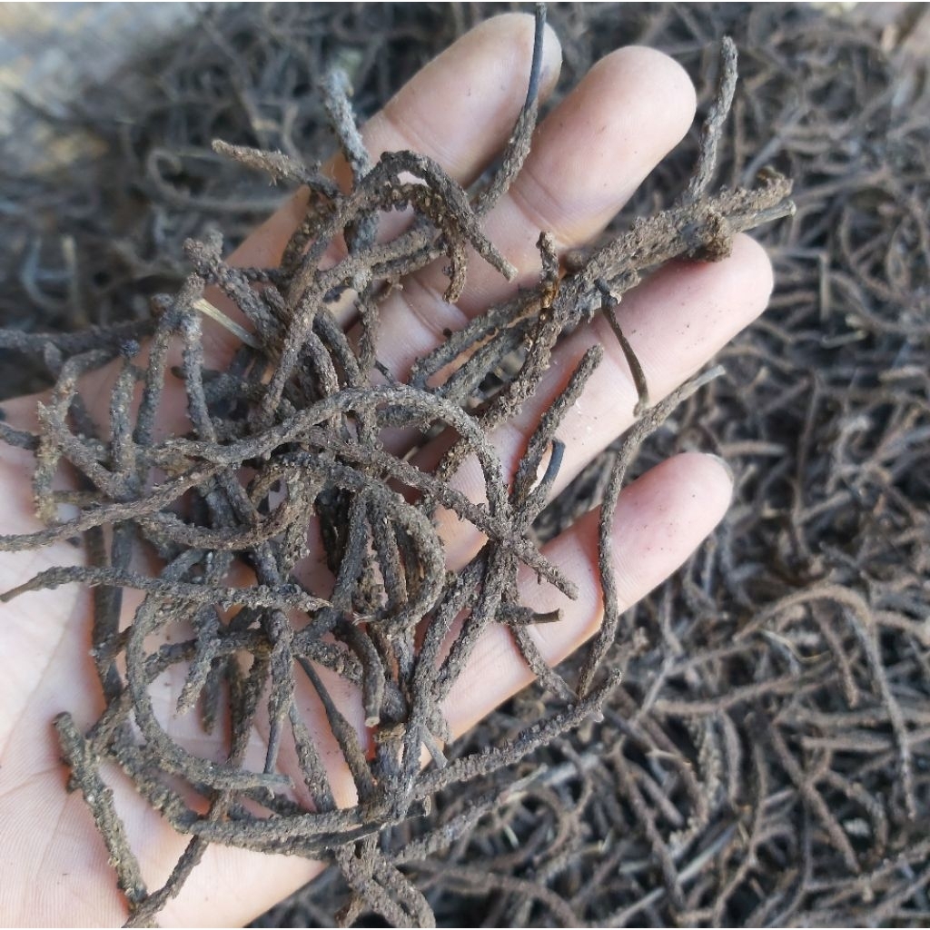 

Batang Biji Kemukus atau Rinu Kering Super 500 Gram