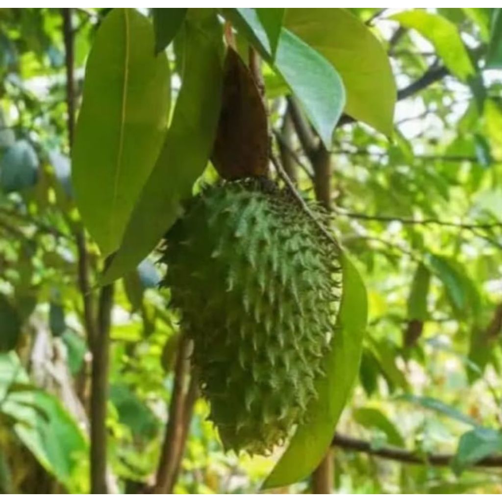 

termurah daun sirsak herbal 50 lembar
