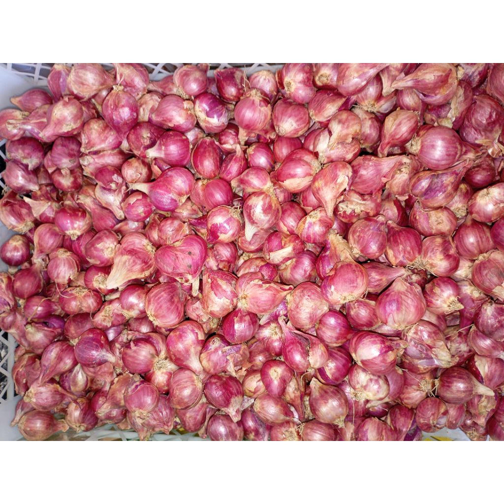 

Bawang Merah Segar