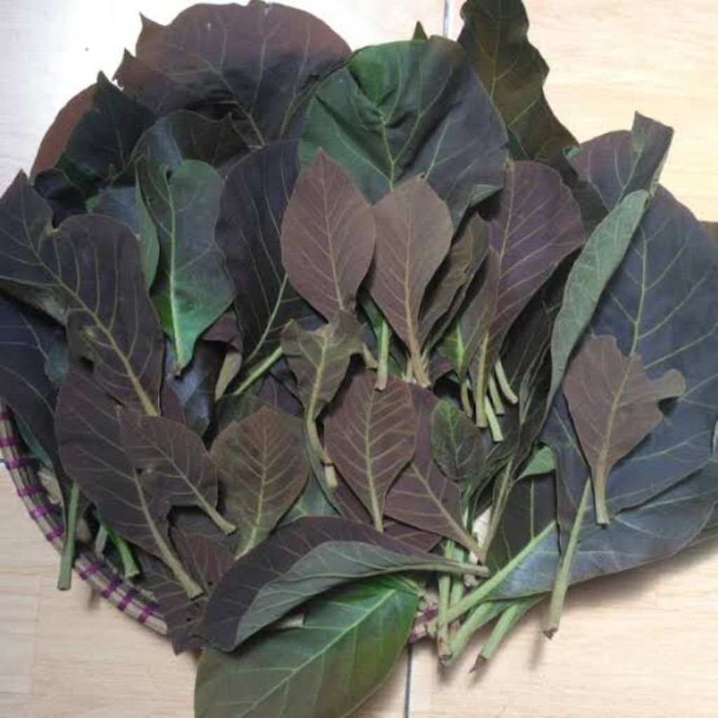 

daun jati muda segar 250gram