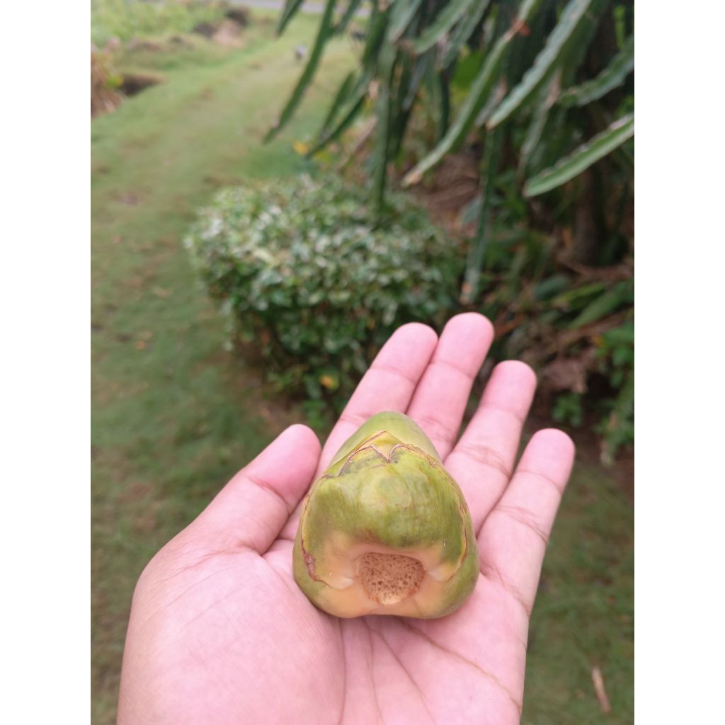 

Bululuk/Beluluk/Tembuluk Kelapa(Buah Kelapa Muda Kecil)Perbuah...OBAT HERBAL TRADISIONAL