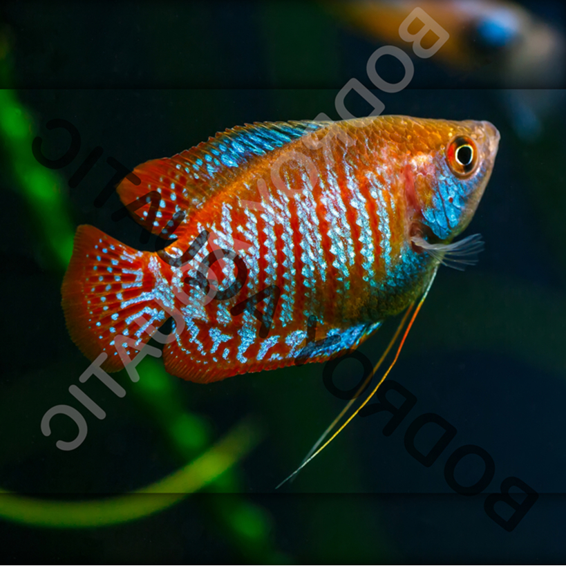Ikan Hias Sepat Ralis / Sepat Kerdil / Dwarf Gourami / Ikan Hias Air Tawar / Ikan Aquascape