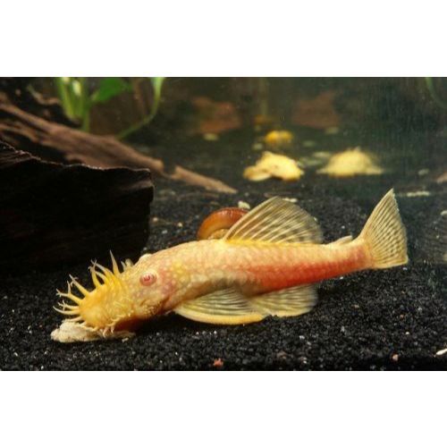 Ikan Hias Brushmouth Albino / Bristlenose Pleco Albino / Ikan Pembersih Aquarium / Ikan Pemakan Lumu