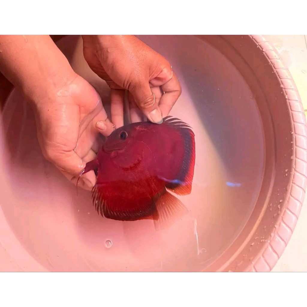 Discus Sun Merah/ Sun Red Blue Rim/ Hiasan Aquarium Air Tawar