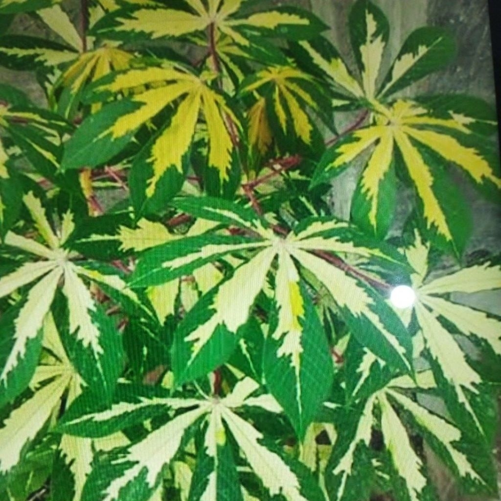 stek singkong varigata