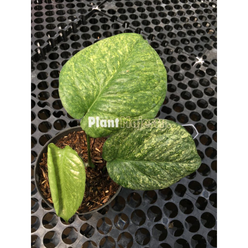 Amydrium Galaxy Variegata Rare Item / Tanaman Hias Amydrium Medium Galaksi Varigata