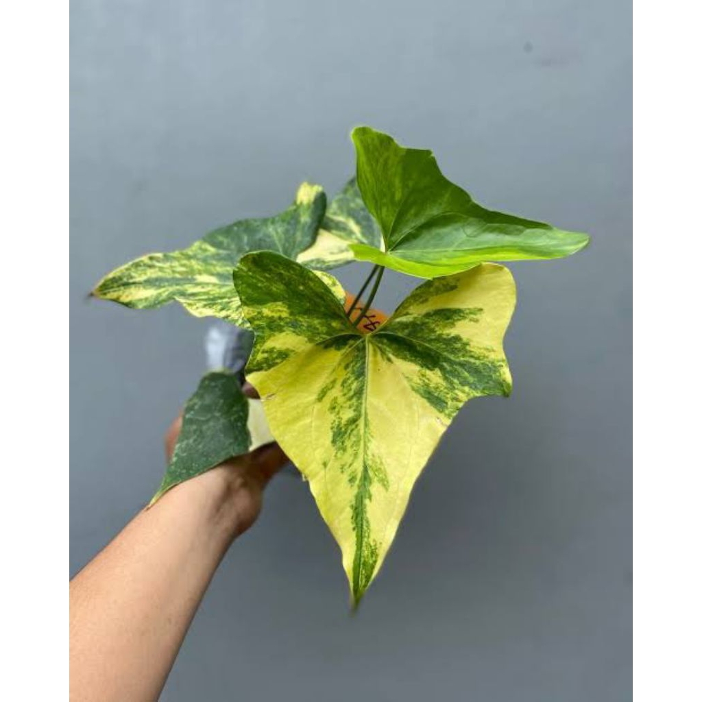 Anthurium Pterodactyl Variegata 1-2 Daun / Tanaman Hias Koleksi Anthurium Dactyl Var