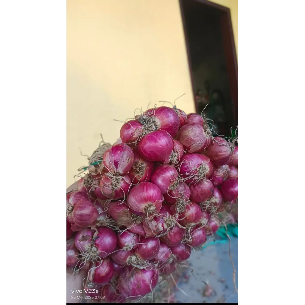 

Bawang merah
