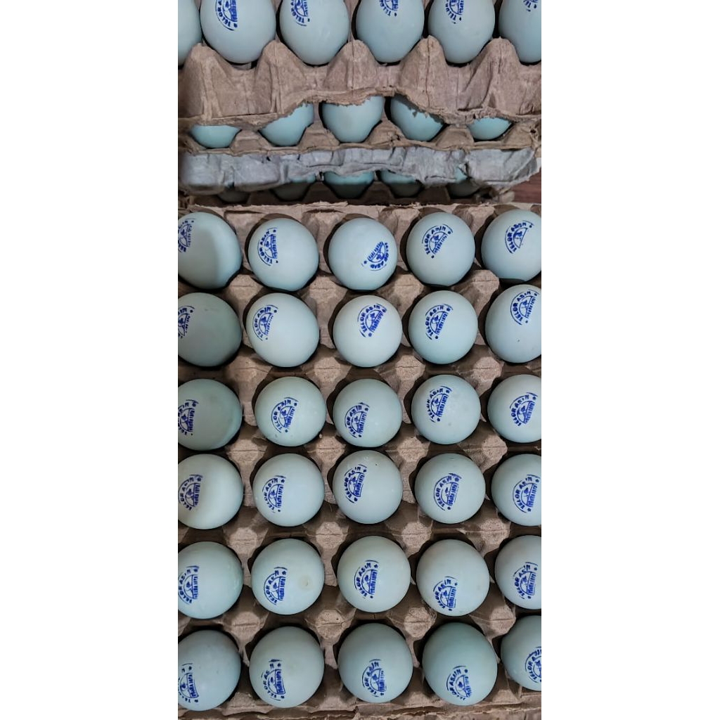 

Telur asin 1 pack isi 10 ukuran sedang bukan yang besar