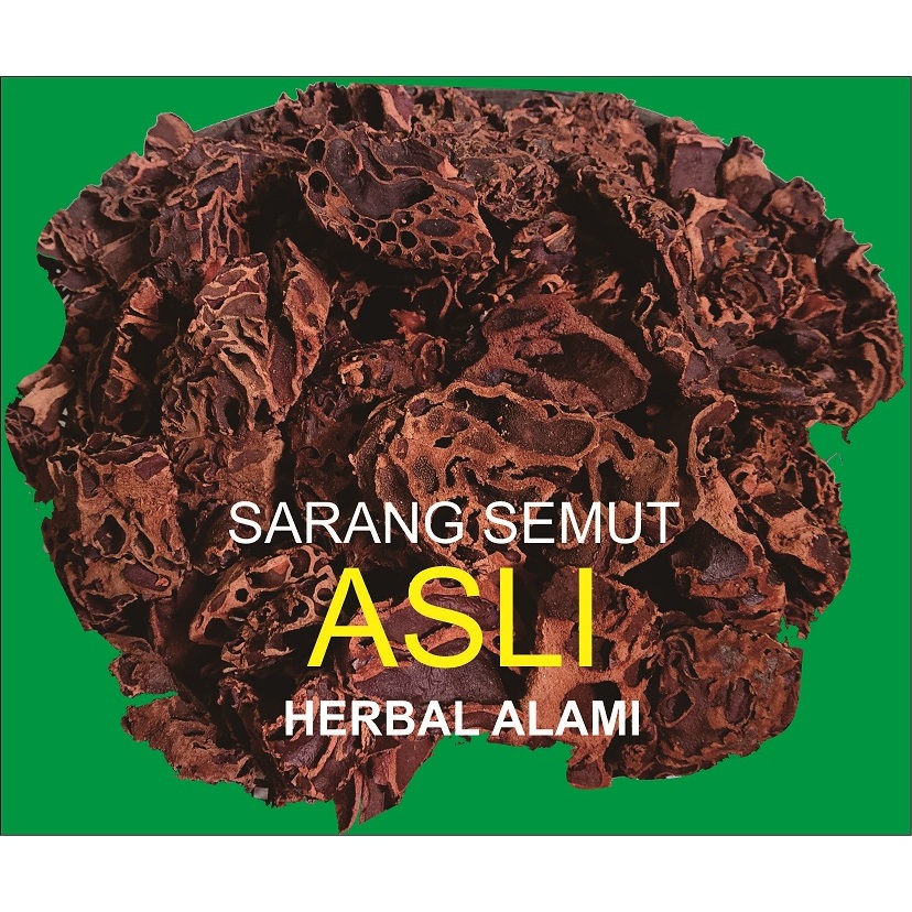 

sarang semut asli herbal