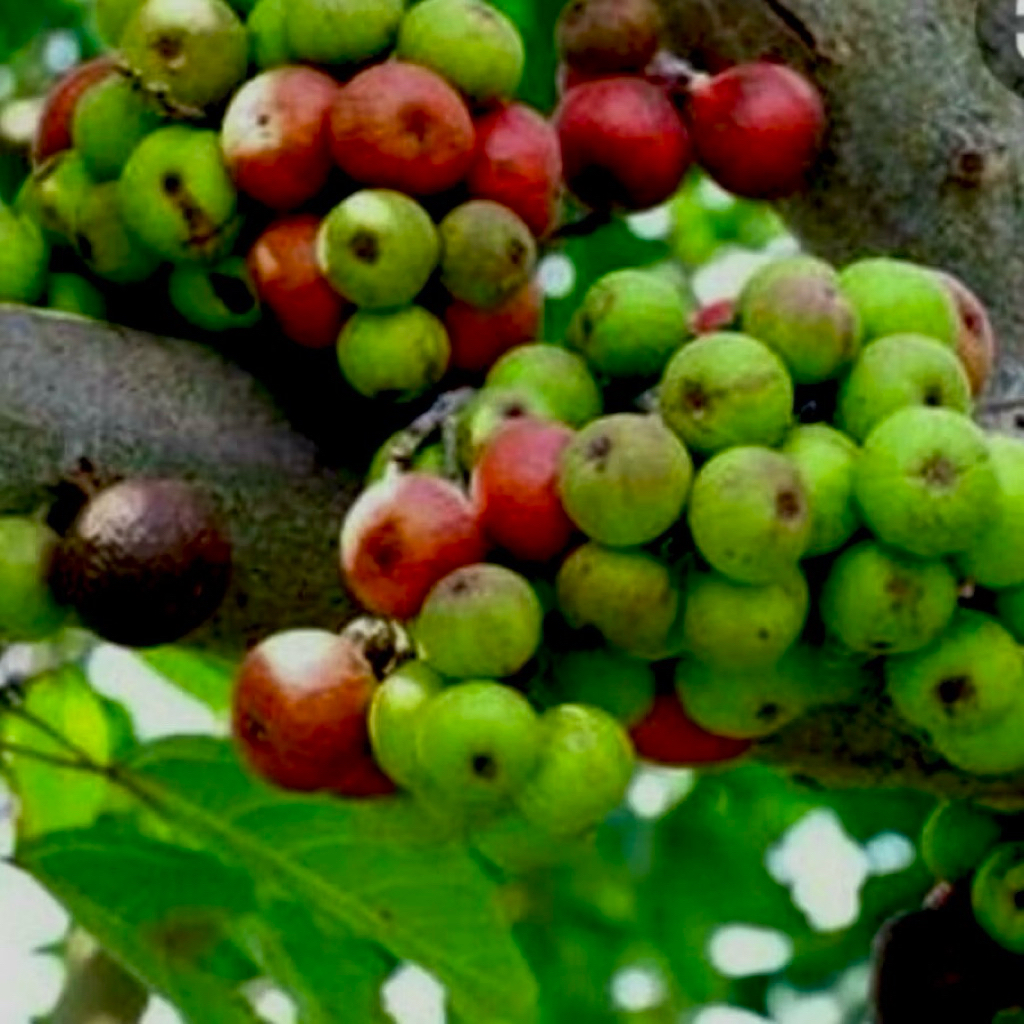 

Buah Loa/ Buah elo/Buah ara segar 1KG