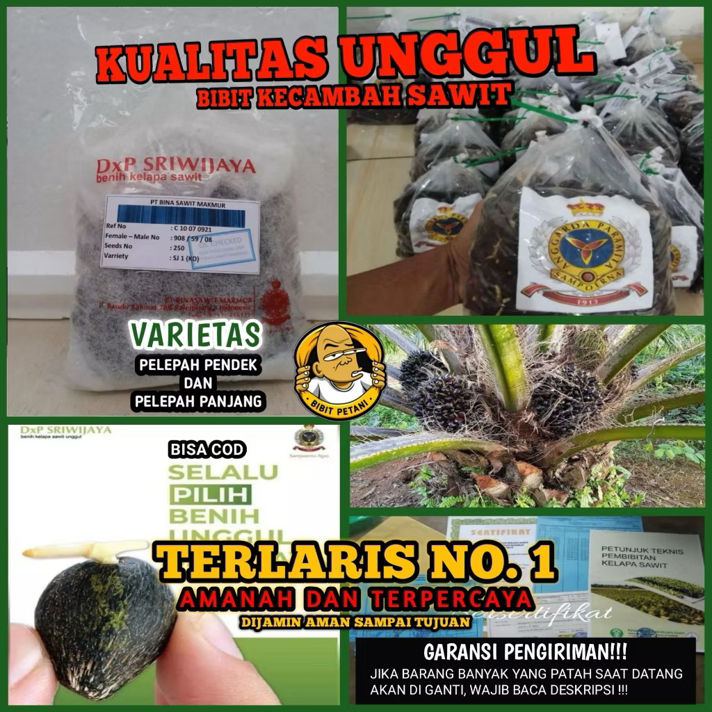 BENIH/BIBIT KECAMBAH SAWIT SRIWIJAYA UNGGUL BERSERTIFIKAT