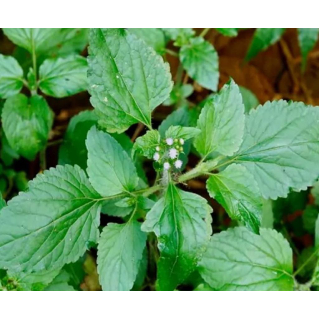 

Jual daun bandotan /atau babadotan segar organik 1 kg