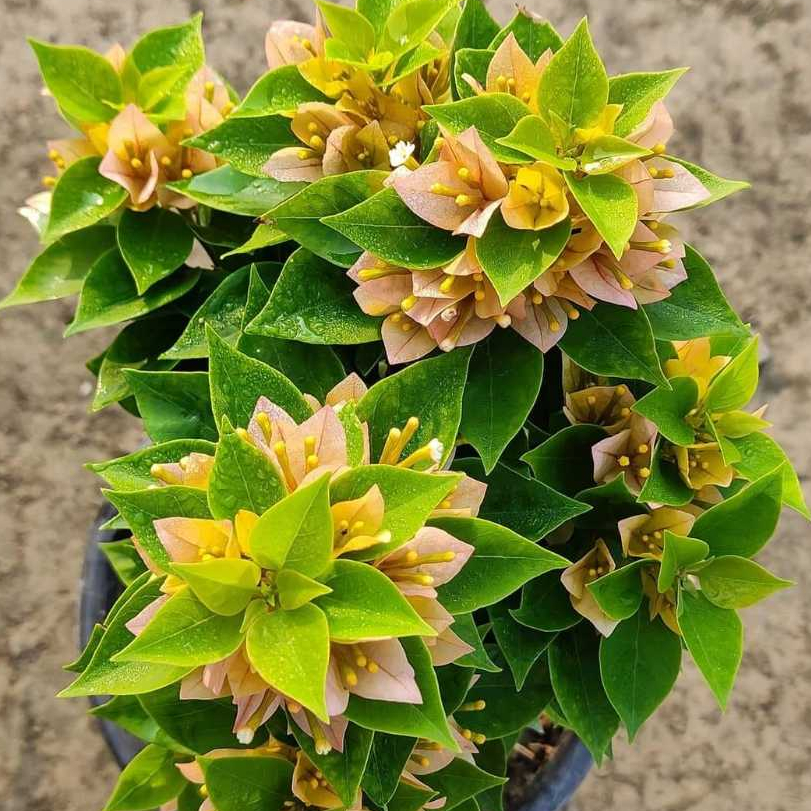 BUGENVIL SINGAPORE KUNING ORIAN | BUNGA BOUGENVILLE SINGAPORE KUNING SIAP BERBUNGA